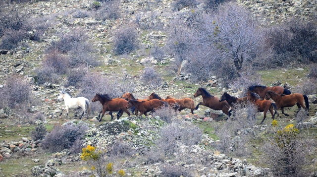 Murat Dağı'ndaki yılkı atlarının sayısı 100'ü geçti 8