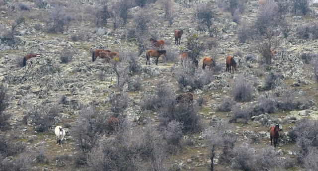 Murat Dağı'ndaki yılkı atlarının sayısı 100'ü geçti 4