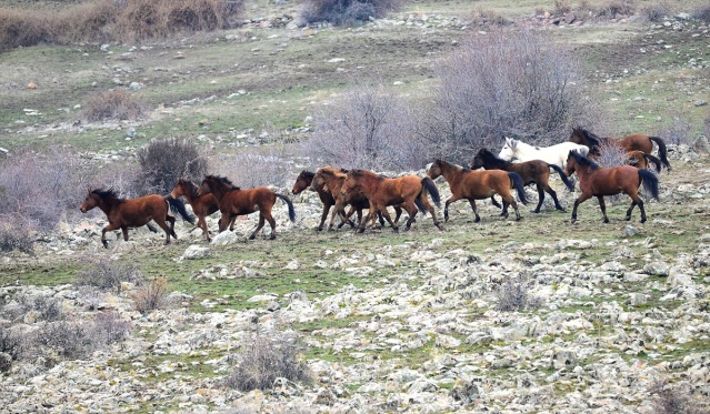 Murat Dağı'ndaki yılkı atlarının sayısı 100'ü geçti 9