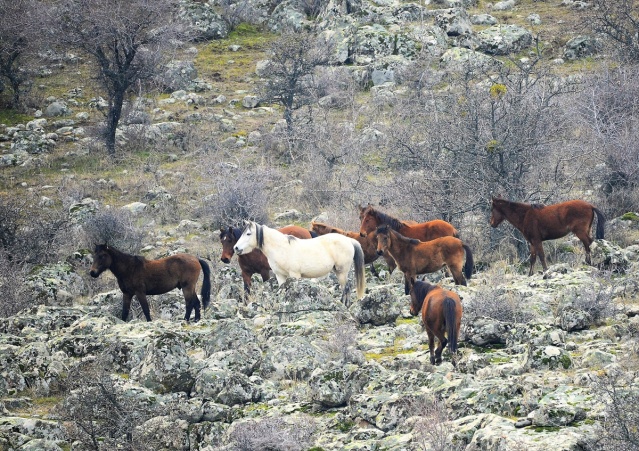Murat Dağı'ndaki yılkı atlarının sayısı 100'ü geçti 19