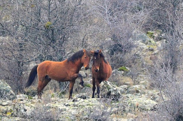Murat Dağı'ndaki yılkı atlarının sayısı 100'ü geçti 12