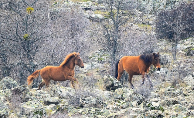 Murat Dağı'ndaki yılkı atlarının sayısı 100'ü geçti 13