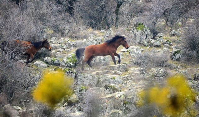 Murat Dağı'ndaki yılkı atlarının sayısı 100'ü geçti 5