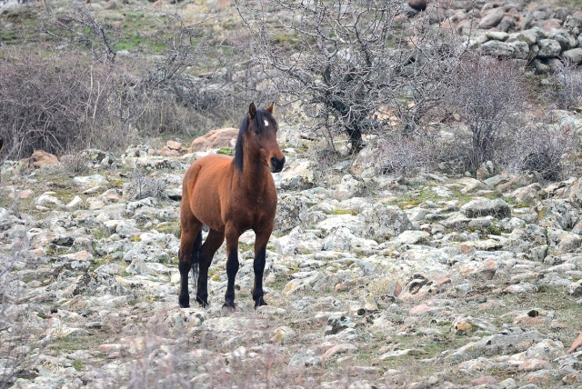 Murat Dağı'ndaki yılkı atlarının sayısı 100'ü geçti 14