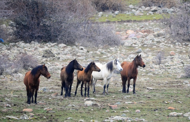 Murat Dağı'ndaki yılkı atlarının sayısı 100'ü geçti 7