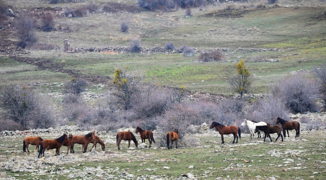 Murat Dağı'ndaki yılkı atlarının sayısı 100'ü geçti 1