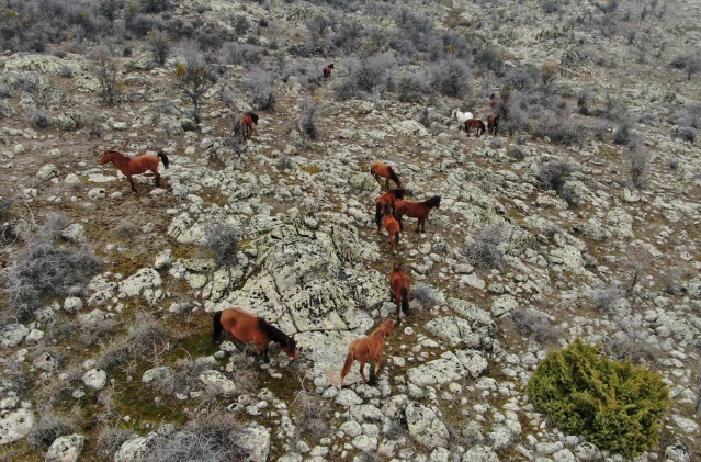 Murat Dağı'ndaki yılkı atlarının sayısı 100'ü geçti 11