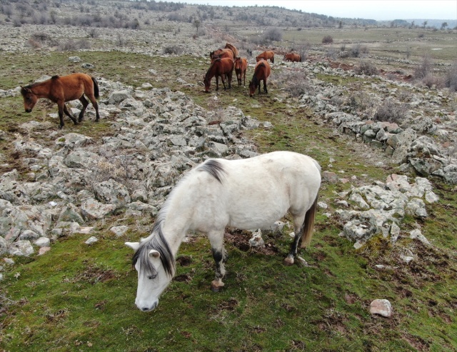 Murat Dağı'ndaki yılkı atlarının sayısı 100'ü geçti 15