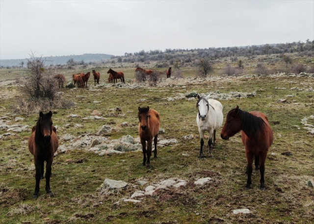 Murat Dağı'ndaki yılkı atlarının sayısı 100'ü geçti 3