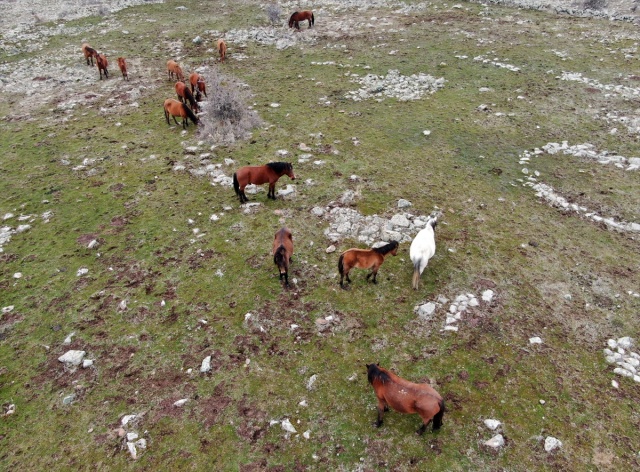 Murat Dağı'ndaki yılkı atlarının sayısı 100'ü geçti 17