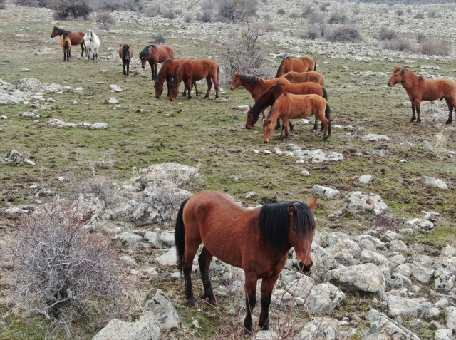 Murat Dağı'ndaki yılkı atlarının sayısı 100'ü geçti 16