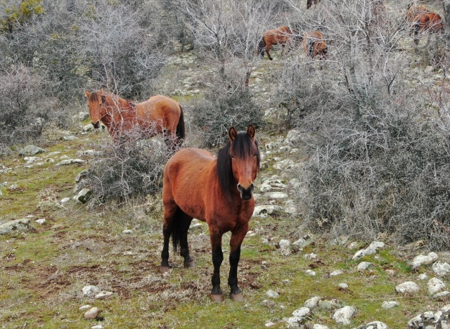 Murat Dağı'ndaki yılkı atlarının sayısı 100'ü geçti 18