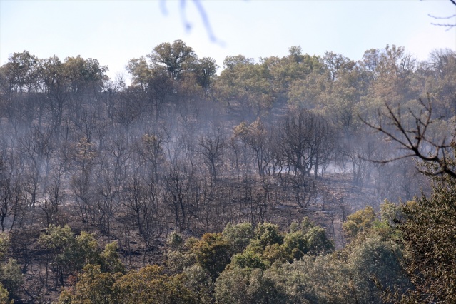 Uşak'ta yangın! Ormanlık alan ve tarım arazisi zarar gördü 8