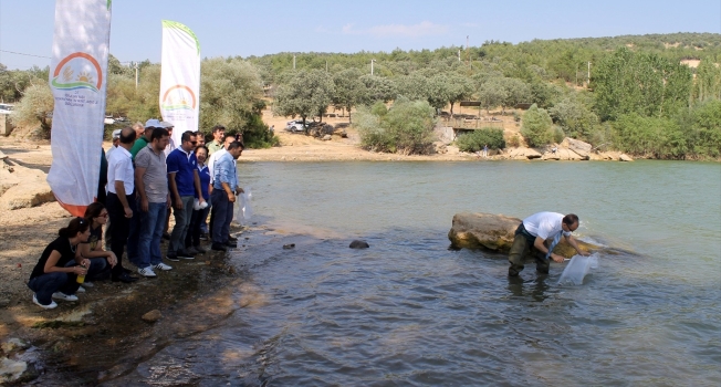 Uşak'ta 100 bin yavru  pullu sazan balığı göl ve göletlere bırakıldı