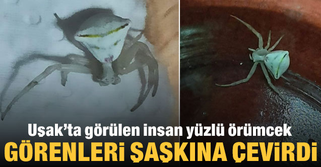 Uşak’ta görülen insan yüzlü örümcek görenleri şaşkına çevirdi