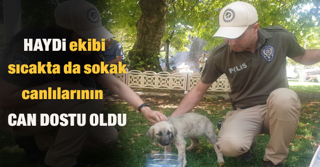 HAYDİ Ekibi sıcakta da sokak canlarının en yakın dostu oldu