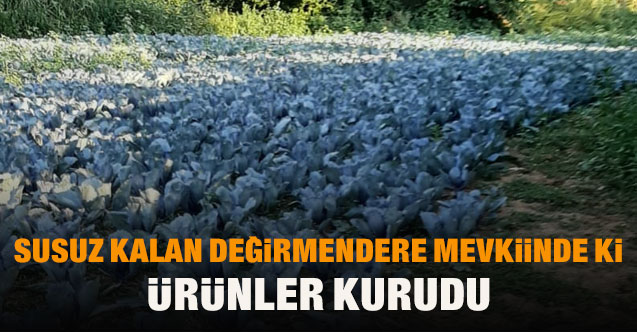 Susuz kalan Değirmendere mevkiindeki ürünler kurudu
