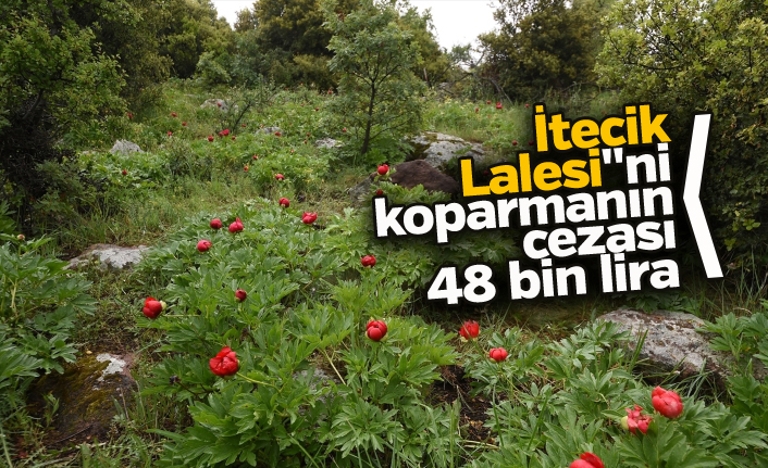 İtecik Lalesi"ni koparana 48 bin lira ceza