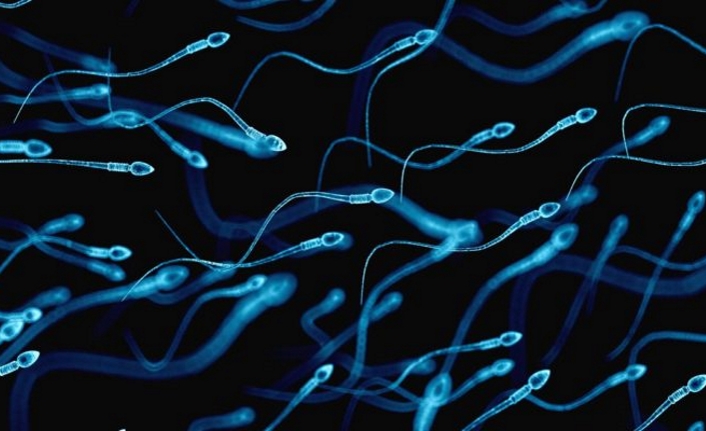 Sperm Sayısı 50 Yılda Yüzde 50 Azaldı!