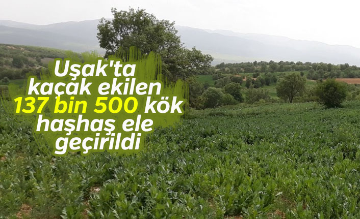 Uşak'ta kaçak ekilen 137 bin 500 kök haşhaş ele geçirildi