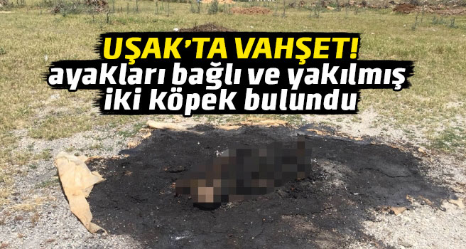 Uşak'ta vahşet! ayakları bağlanıp öldürülmüş iki köpek bulundu