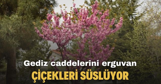 Gediz caddelerini erguvan çiçekleri süslüyor