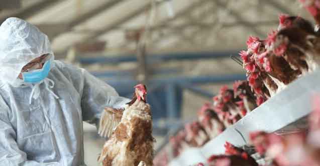 Dünya diken üstünde! İngiltere'de kuş gribi alarmı verildi hastalık insanlara bulaştı