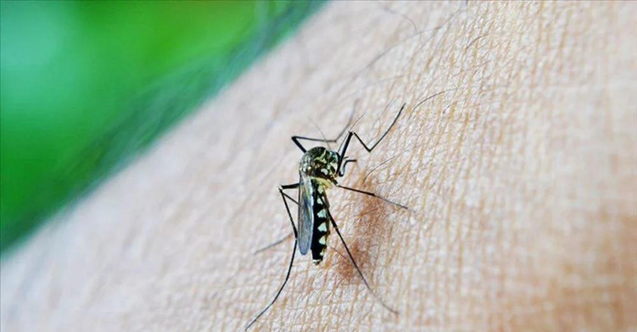 Bazı insanları neden daha fazla sivrisinek ısırdığı ortaya çıktı! Duyunca çok şaşıracaksınız