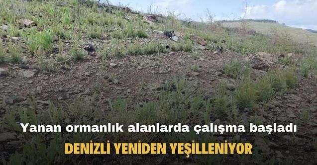 Denizli'de yanan ormanlık alanlar yeşillendiriliyor