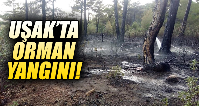 Uşak'ta orman yangını