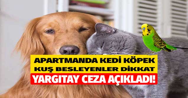 Apartmanda köpek kedi kuş besleyenlere Yargıtay'dan kötü haber! Cezası var resmen açıklandı