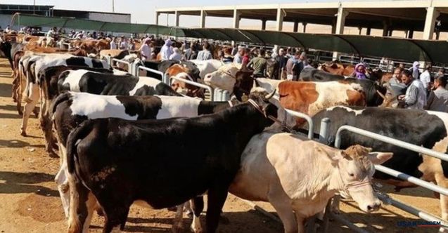 2023 küçükbaş ve büyükbaş kurbanlık fiyatları ne kadar?