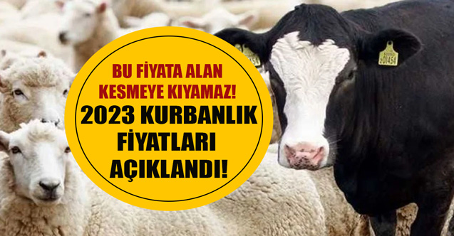 Bu fiyata alan kesmeye kıyamaz! Kurban Bayramı öncesi küçükbaş ve büyükbaş 2023 kurbanlık fiyatları açıklandı