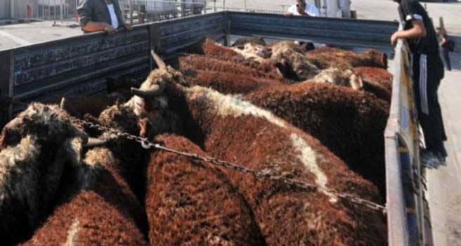 Kurbanlık taşıyan kamyonlar şehir merkezlerine gelmeye başladı