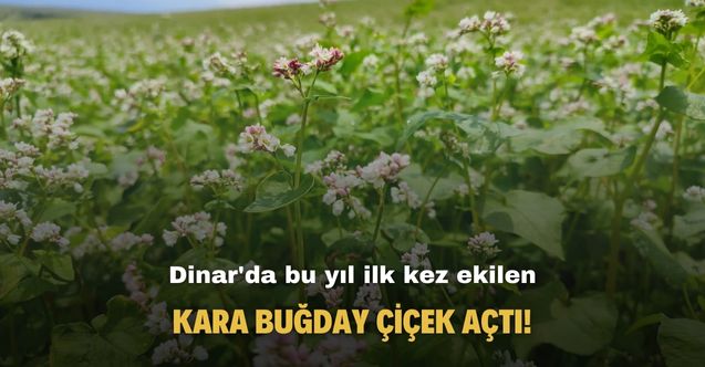 Dinar'ın ekilen ilk kara buğdayları çiçek açtı!