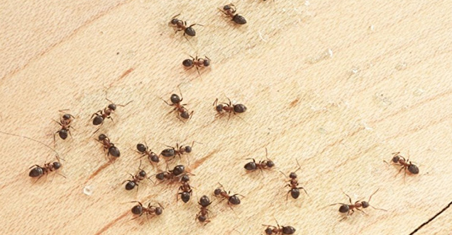 Karıncaları evden uzaklaştıracak doğal yöntemler!