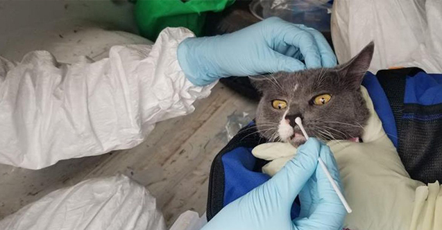 Ölümcül kedi virüsü dehşeti! 300 bin ölüm açıklandı!