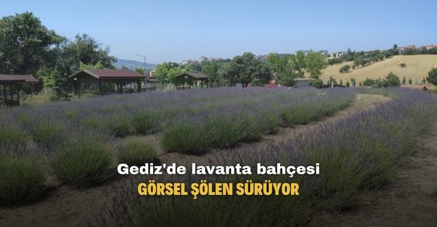 Gediz lavanta bahçesinde görsel şölen!