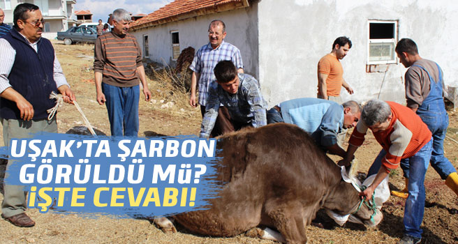 Özgür Uğur ;Uşak’ta Şarbon Hastalığı Tespit Edilmedi