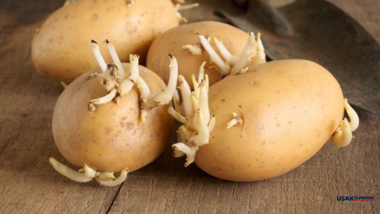 Patateslerin filizlenmesini önlemek mümkün! Sağlığı zarar veren filizlenmeden 5 ipucu ile kurtulun