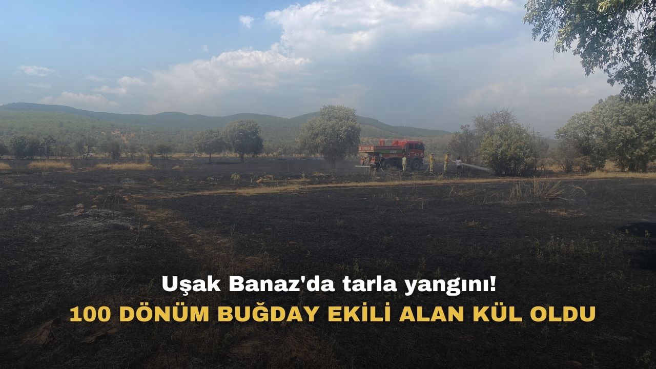 Uşak Banaz'da tarla yangını! 100 dönüm buğday ekili alan küle döndü