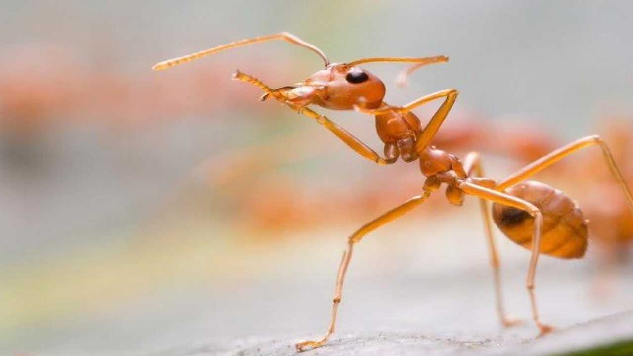 Evdeki karıncalara bu formülle veda edin! Karıncalardan kurtulmanın doğal yolu açıklandı