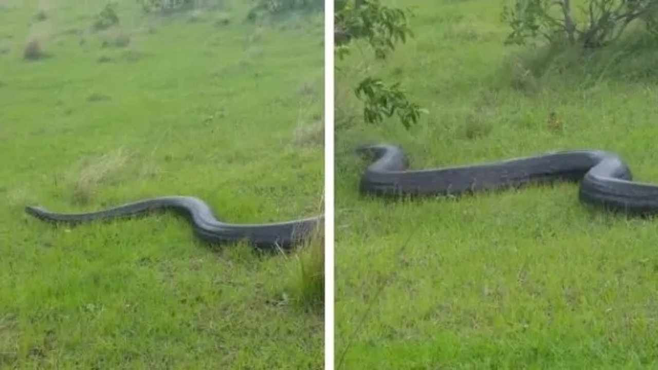 Van'da dev yılan  görüldü iddiası! 5 metrelik piton görüntüleri gerçek mi?