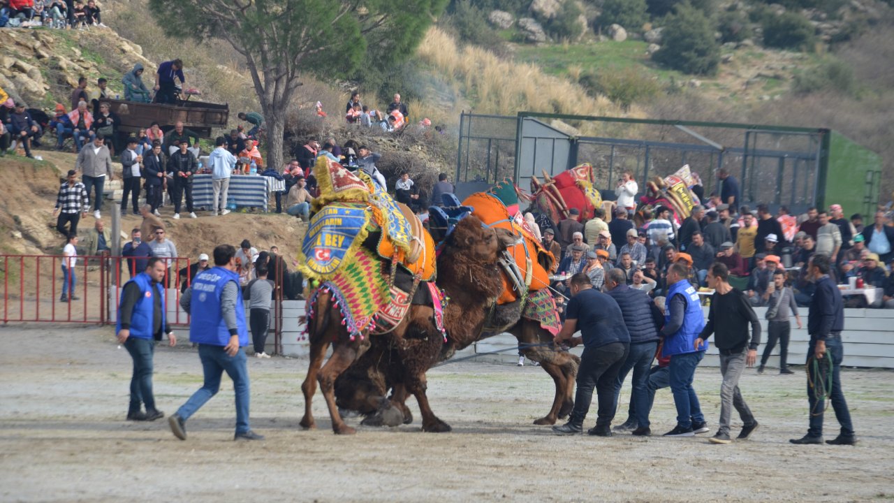 Ege'de geleneksel deve güreşi heyecanı başladı