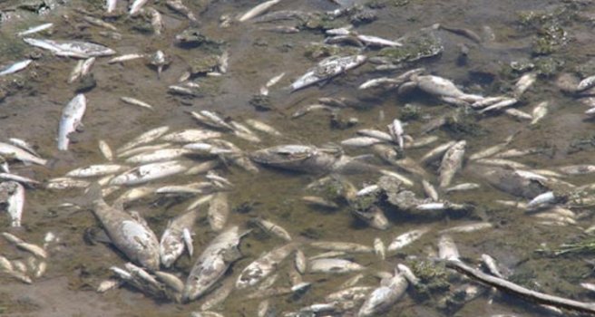 Gediz Nehri'nde ki toplu balık ölümleri korkutuyor