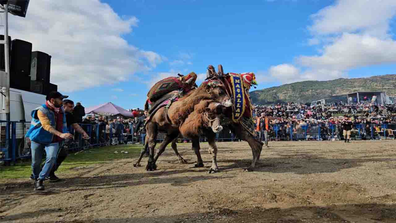 Aydın Buharakent'te deve güreşlerini 15 bin kişi izledi!