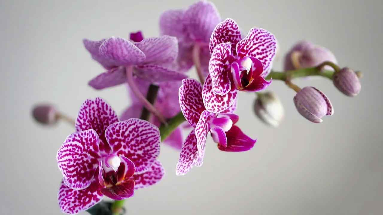 Açmayan küsen orkideler canlanacak! Evde çiçek COŞTURAN yapımı bu kadar basitmiş