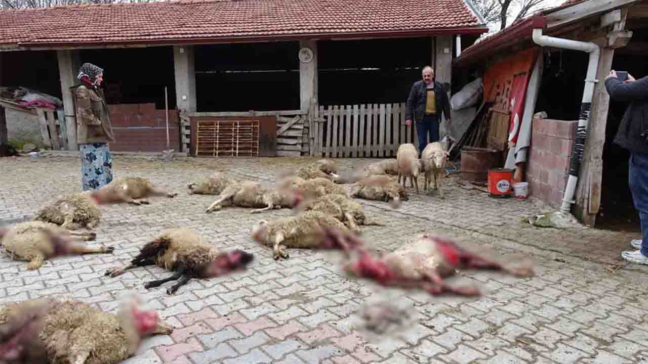 Kütahya'da sokak köpekleri 22 koyunu telef etti!