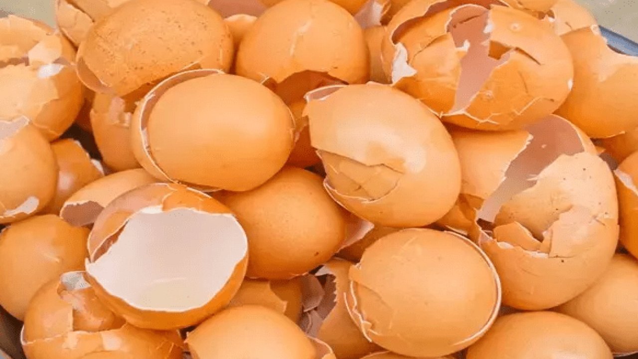 Yumurta kabuklarını SAKIN çöpe atmayın sebebi sizi çok şaşırtacak