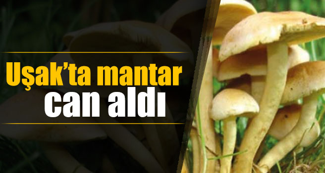 Uşak'ta Mantar Can Aldı